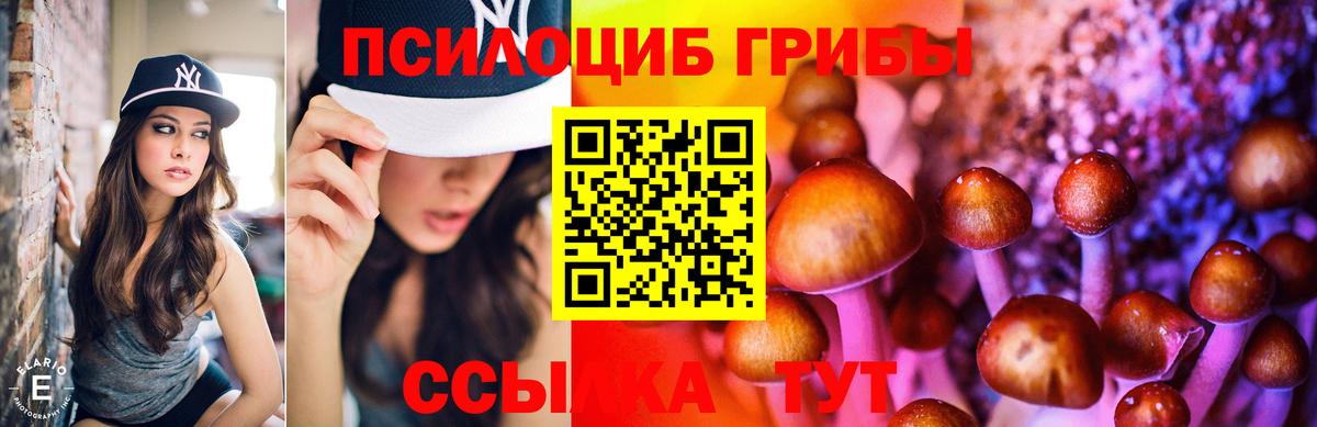 Галлюциногенные грибы Psilocybe Сафоново